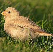 Trumpeter Finch