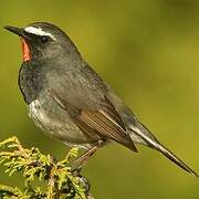 Himalayan Rubythroat