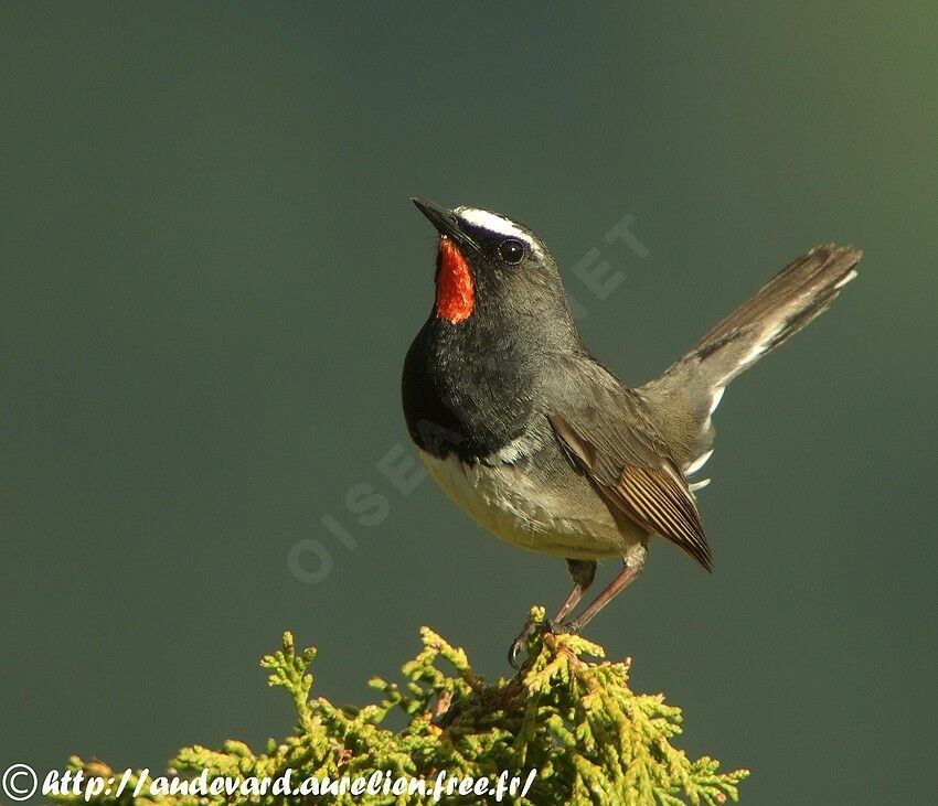 Himalayan Rubythroat