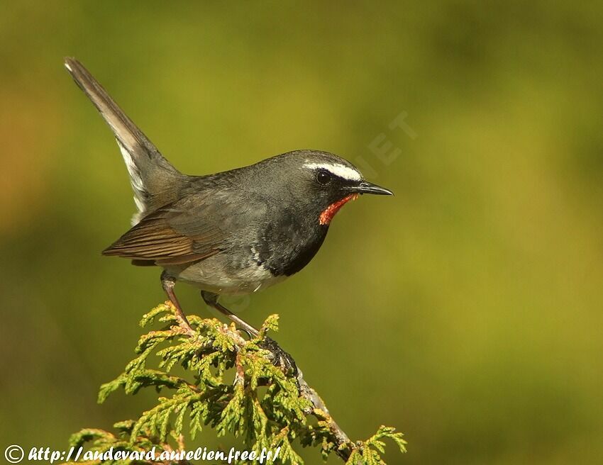 Himalayan Rubythroat