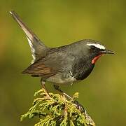 Himalayan Rubythroat