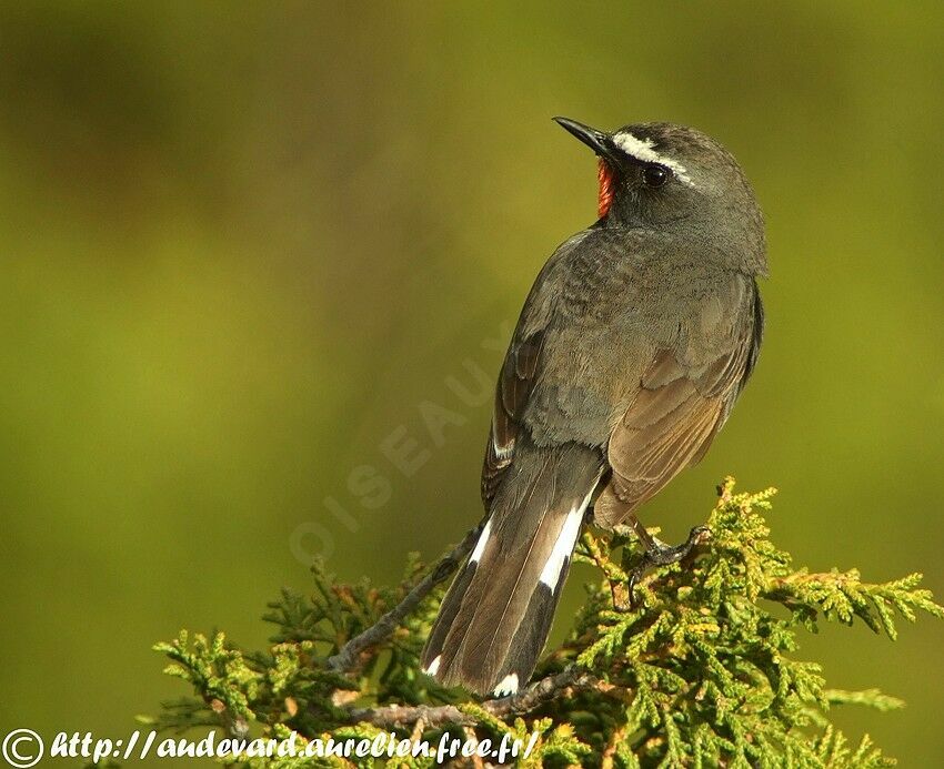 Himalayan Rubythroat