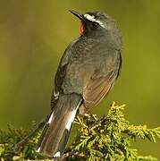 Himalayan Rubythroat