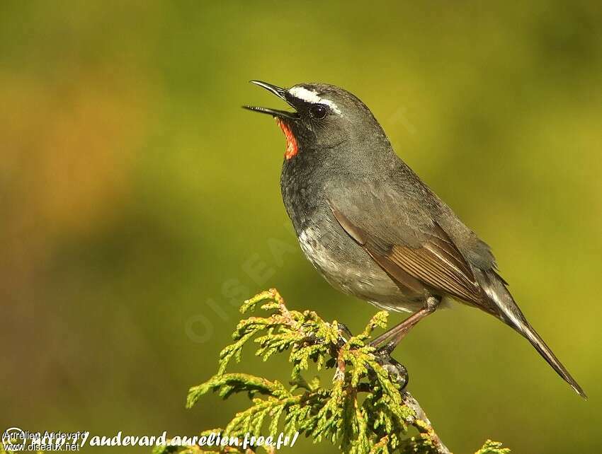 Himalayan Rubythroat, song