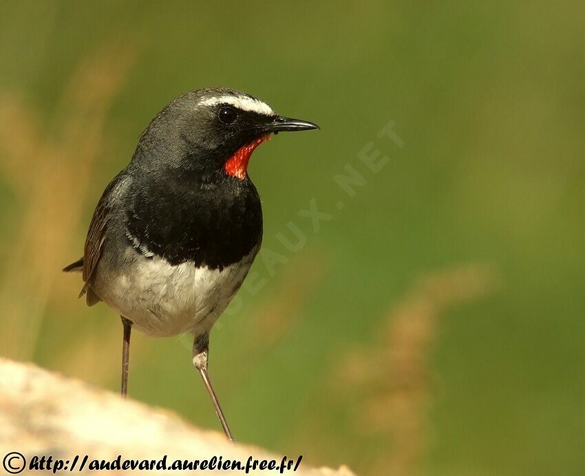 Himalayan Rubythroat male adult breeding