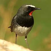 Himalayan Rubythroat