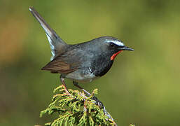 Himalayan Rubythroat