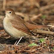 Common Nightingale