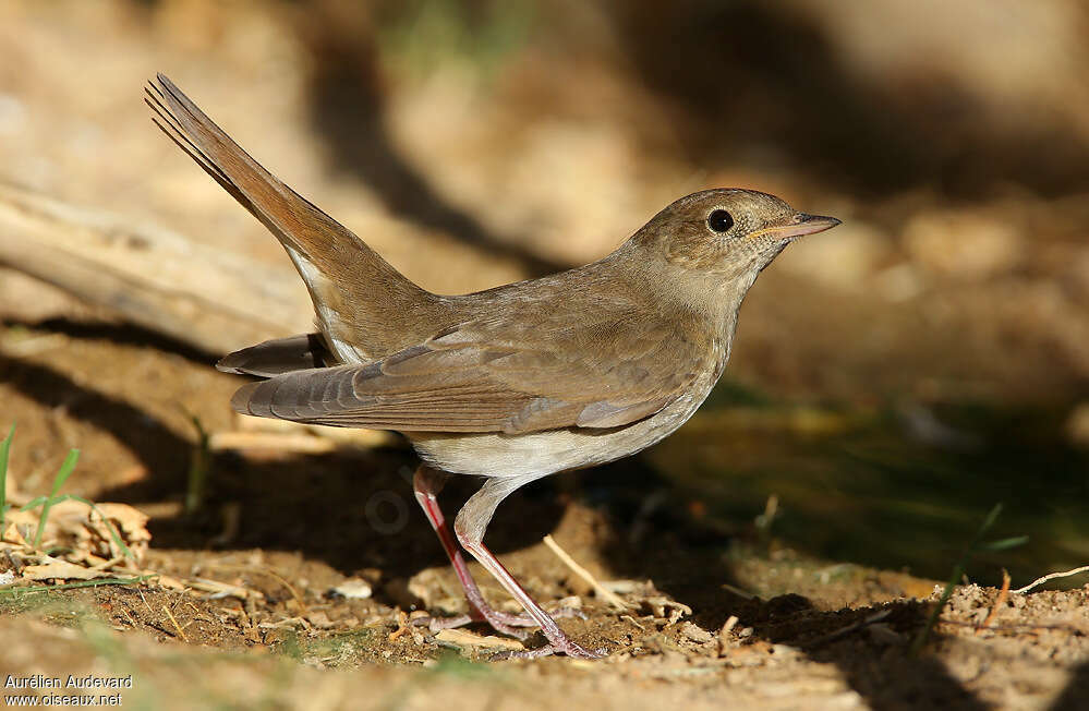 Thrush Nightingaleadult, identification