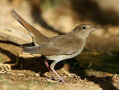 Thrush Nightingale