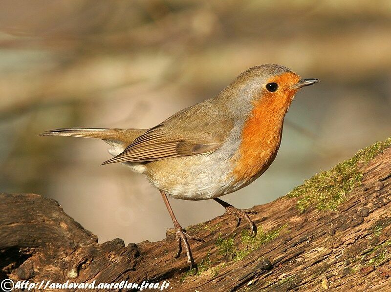 European Robin