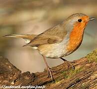 European Robin