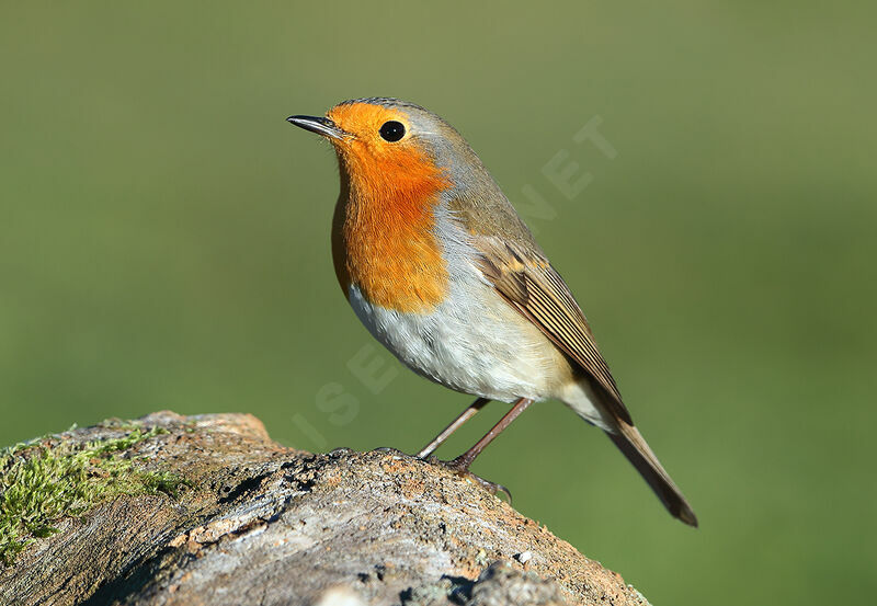 European Robin, identification