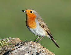 European Robin