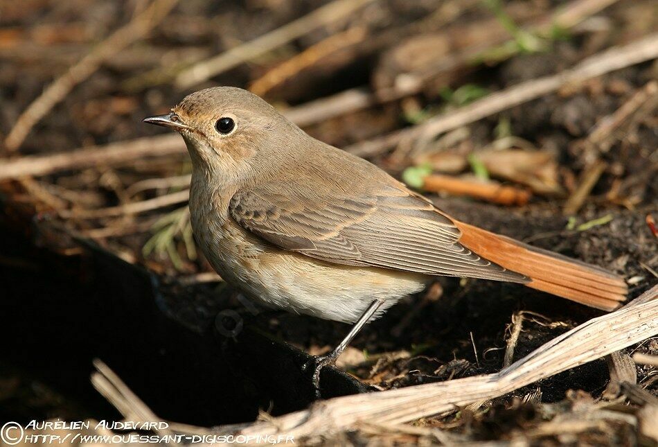 Common Redstart