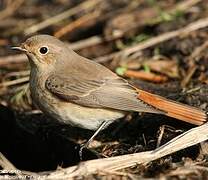 Common Redstart