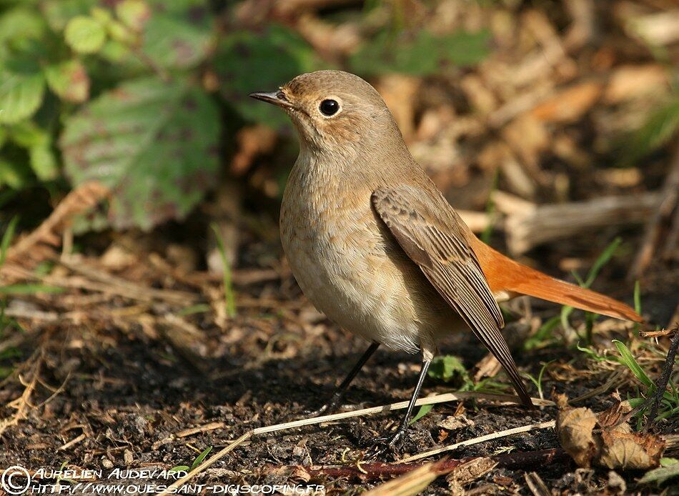 Common Redstart