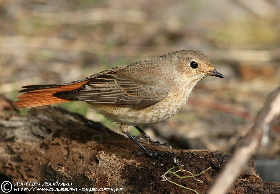 Common Redstart