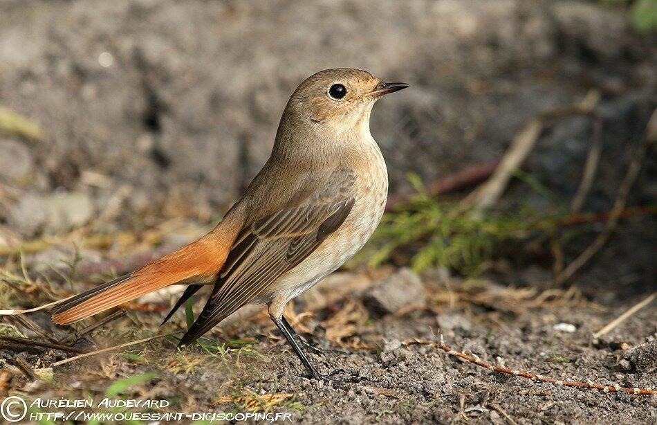 Common Redstart