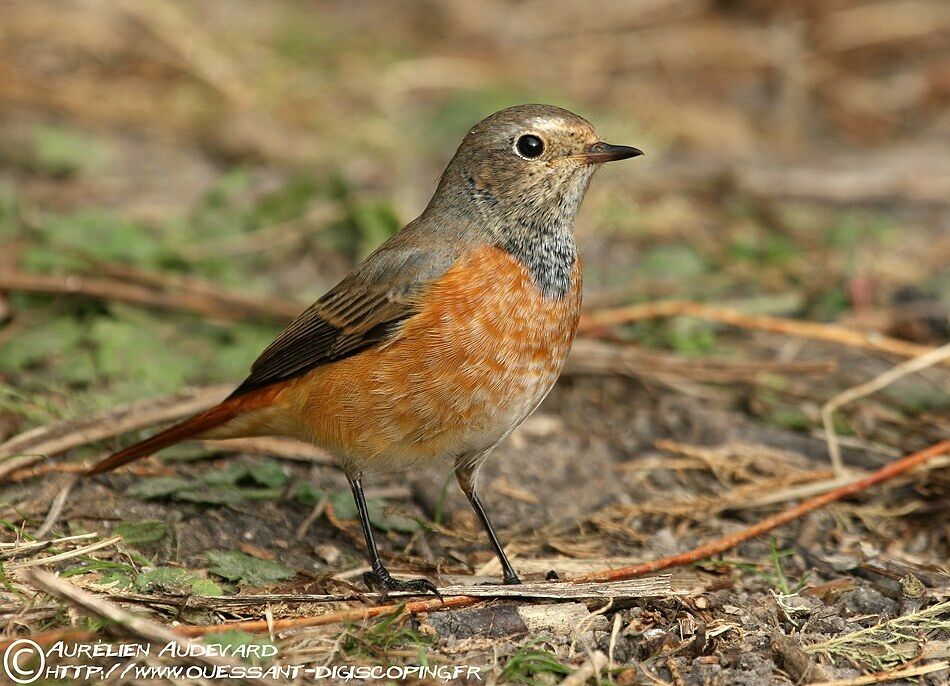 Common Redstart