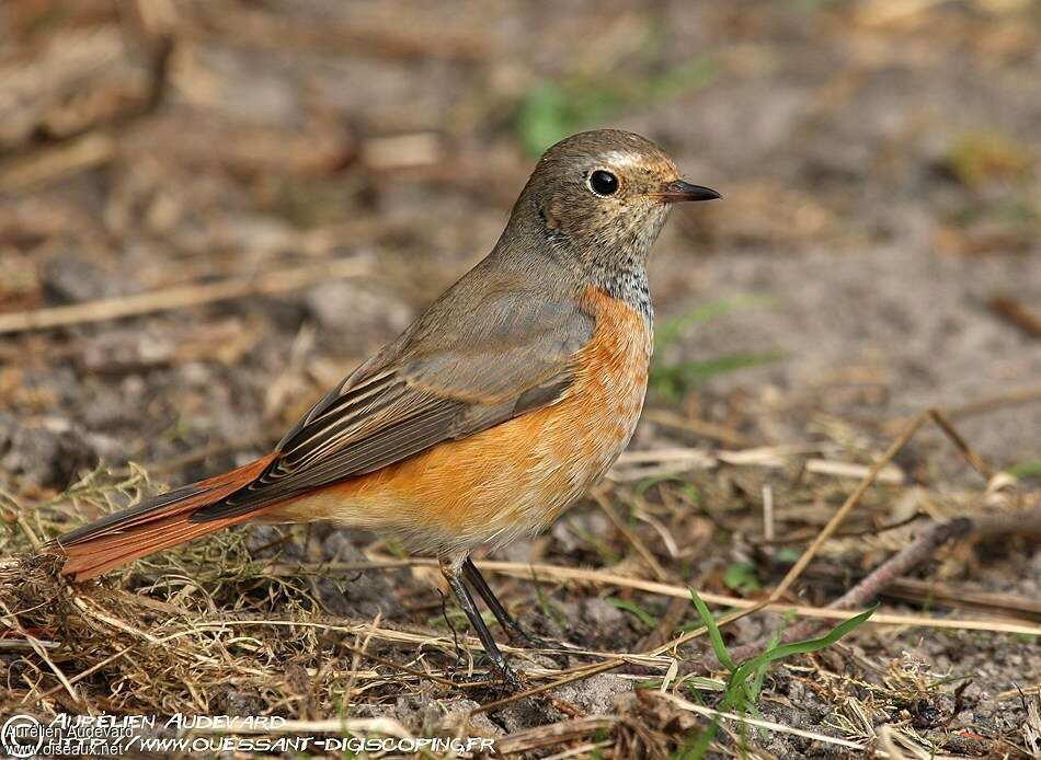 Common Redstart male First year, identification