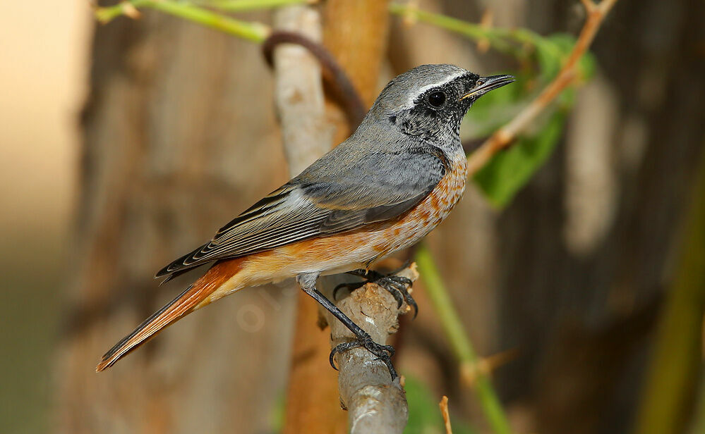 Common Redstart male First year