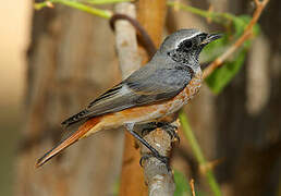 Common Redstart