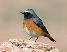 Common Redstart