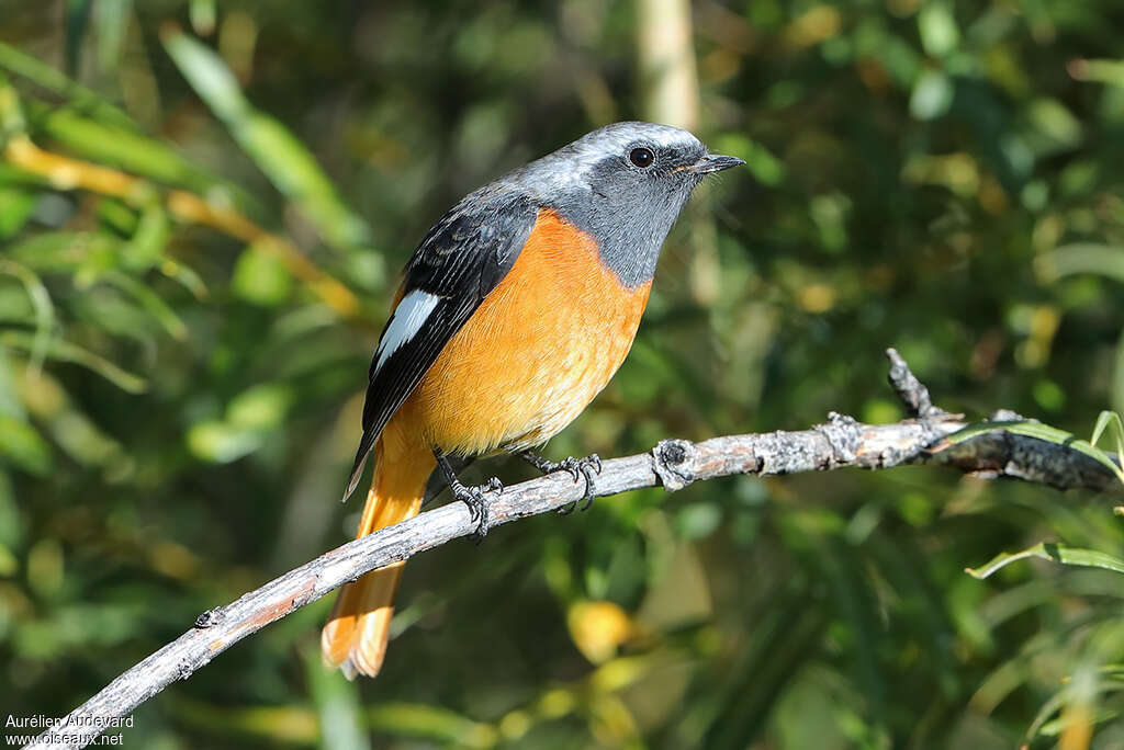 Daurian Redstart