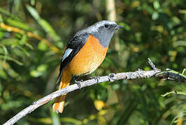 Daurian Redstart