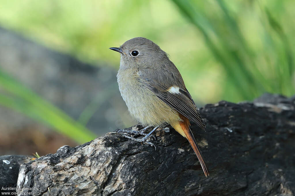 Rougequeue aurore femelle adulte, identification