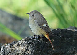 Daurian Redstart