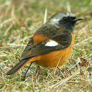 Daurian Redstart