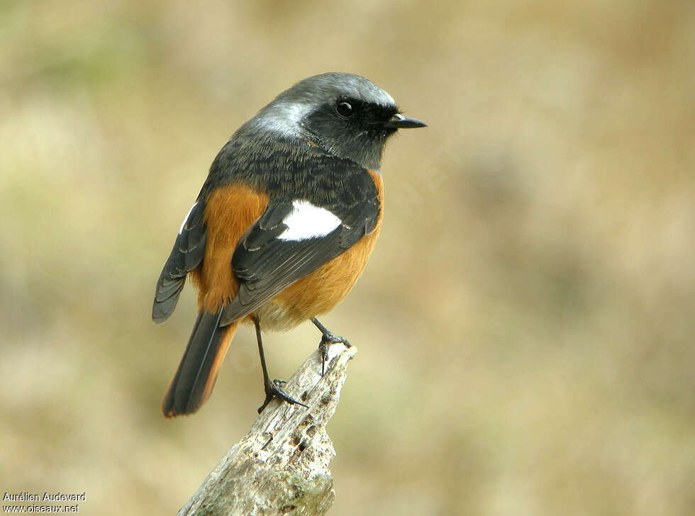 Daurian Redstart male adult breeding, pigmentation