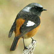 Daurian Redstart