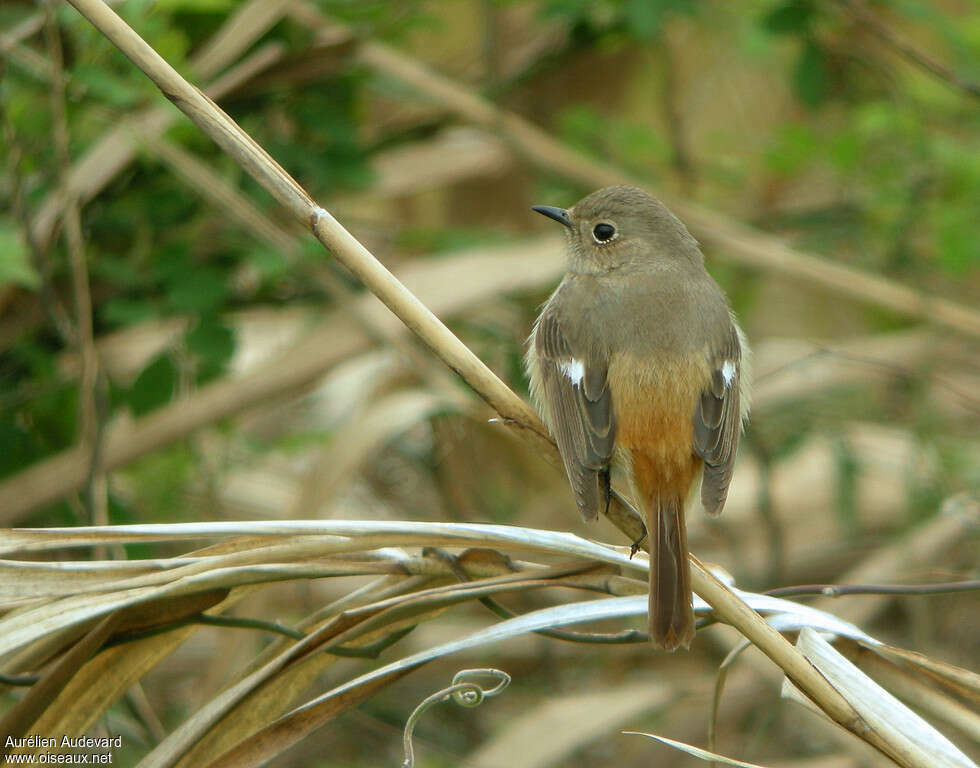 Daurian Redstart female adult breeding, pigmentation