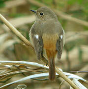 Daurian Redstart