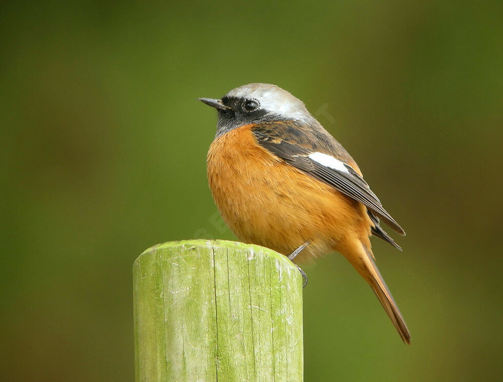 Daurian Redstart