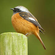 Daurian Redstart