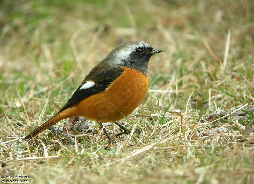 Rougequeue aurore mâle 2ème année, identification