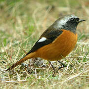 Daurian Redstart