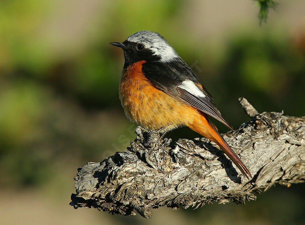 Daurian Redstart male adult breeding, identification