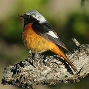 Daurian Redstart