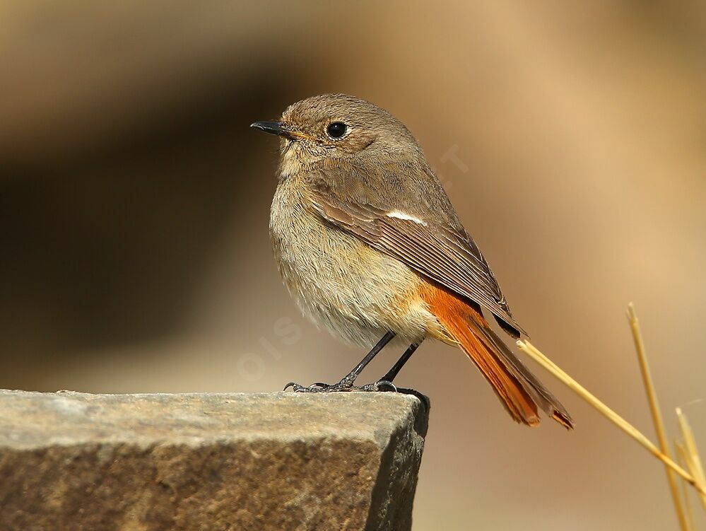 Daurian Redstart