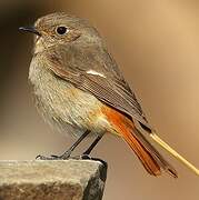 Daurian Redstart