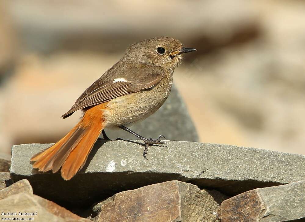 Daurian Redstart female adult breeding, identification