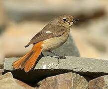 Daurian Redstart