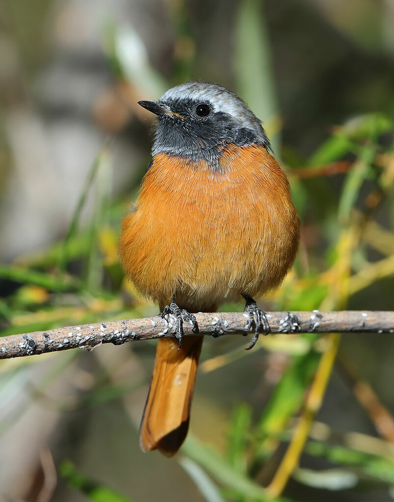 Daurian Redstart