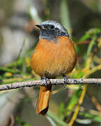 Daurian Redstart