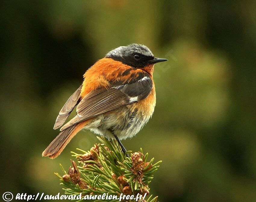 Eversmann's Redstart